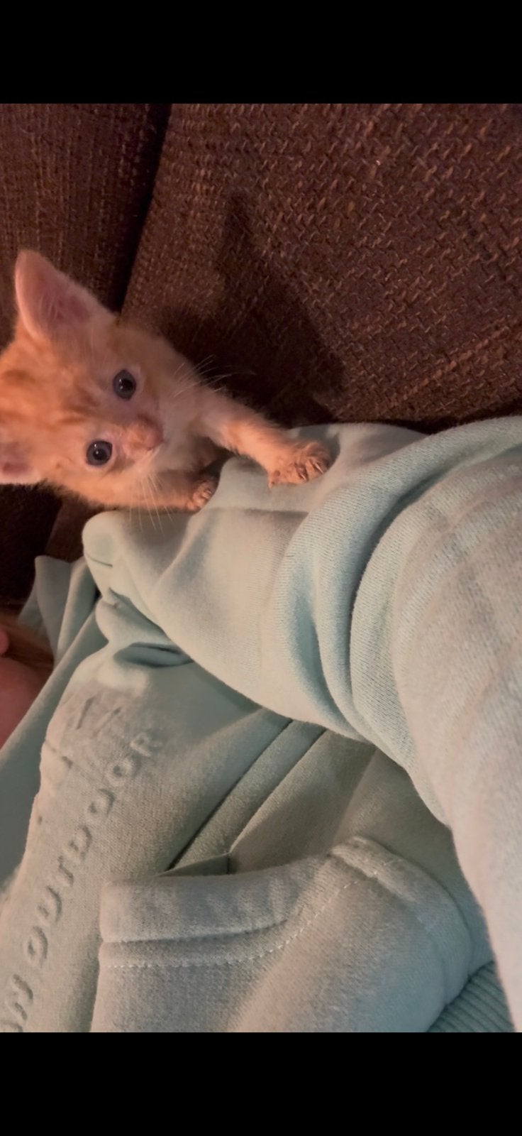 Flessen kitten Guus zoekt een warm huisje, Dieren en Toebehoren, Katten en Kittens | Overige Katten, Kater, Kortharig, 0 tot 2 jaar