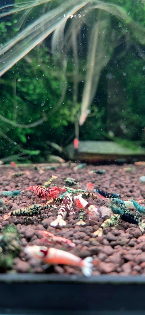 Aanbieding Skittels Caridina garnalen aquarium bezorging, Kreeft, Krab of Garnaal
