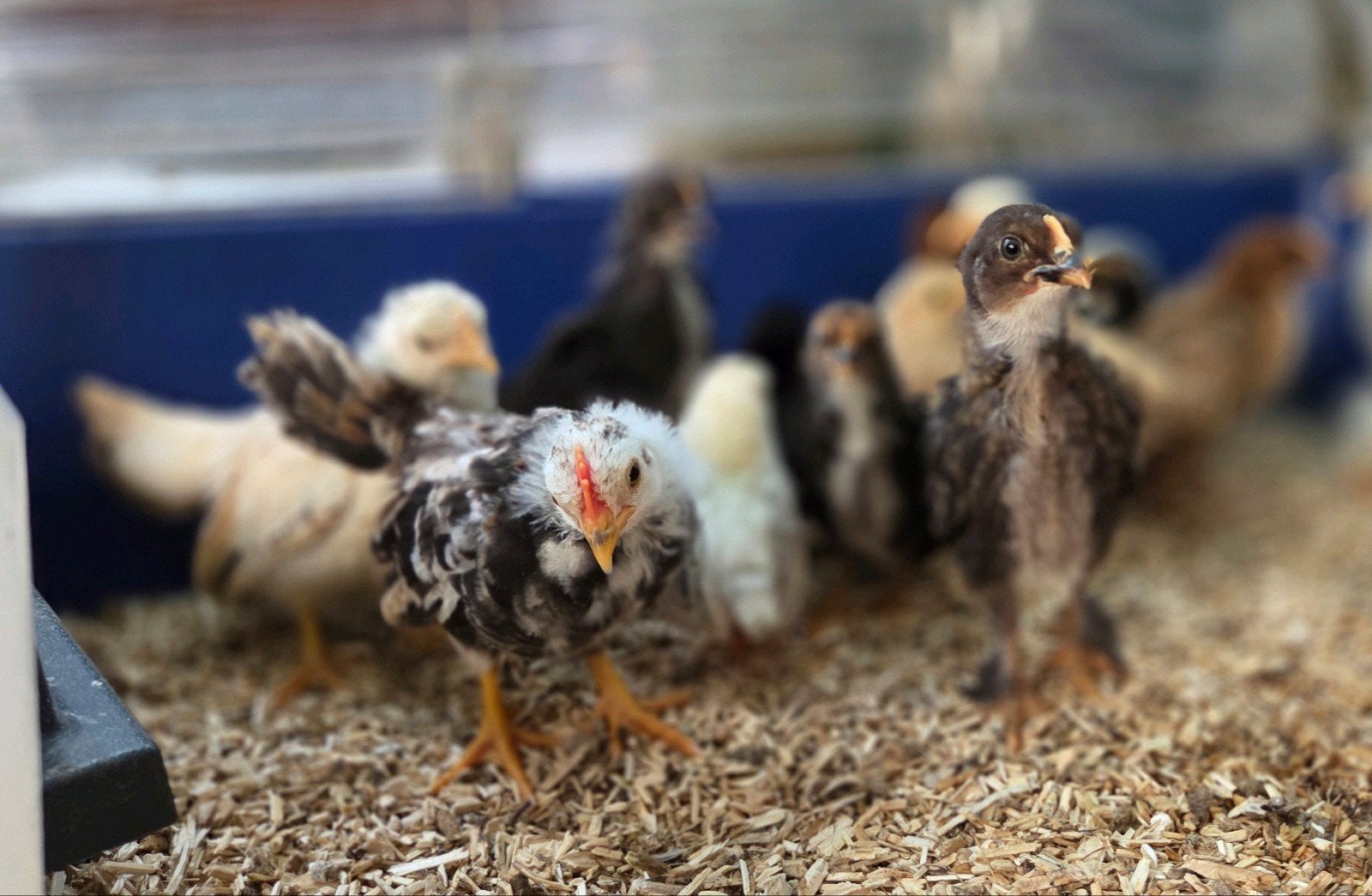 Serama krielmix kuikens, Dieren en Toebehoren, Geslacht onbekend, Kip