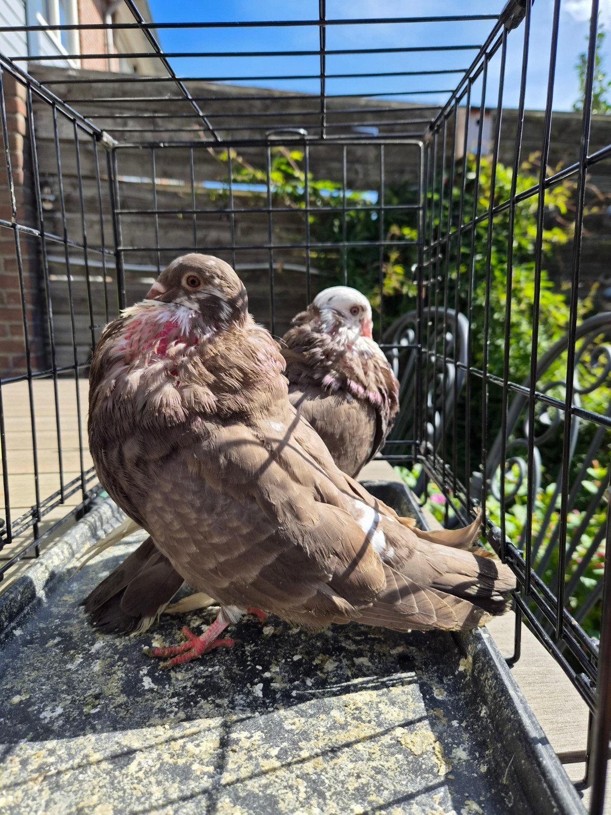 gaditano duiven sierduiven kropper gaditano, Meerdere dieren, Overige soorten