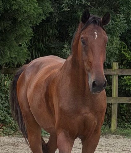 Mooi 3 jarige springgefokt ruin, Dieren en Toebehoren, Ruin, Dressuurpaard, 3 tot 6 jaar