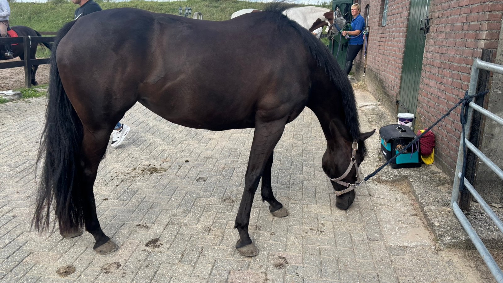 Lieve  8-jarige merrie zoekt een fijne plek, Merrie, Recreatiepaard
