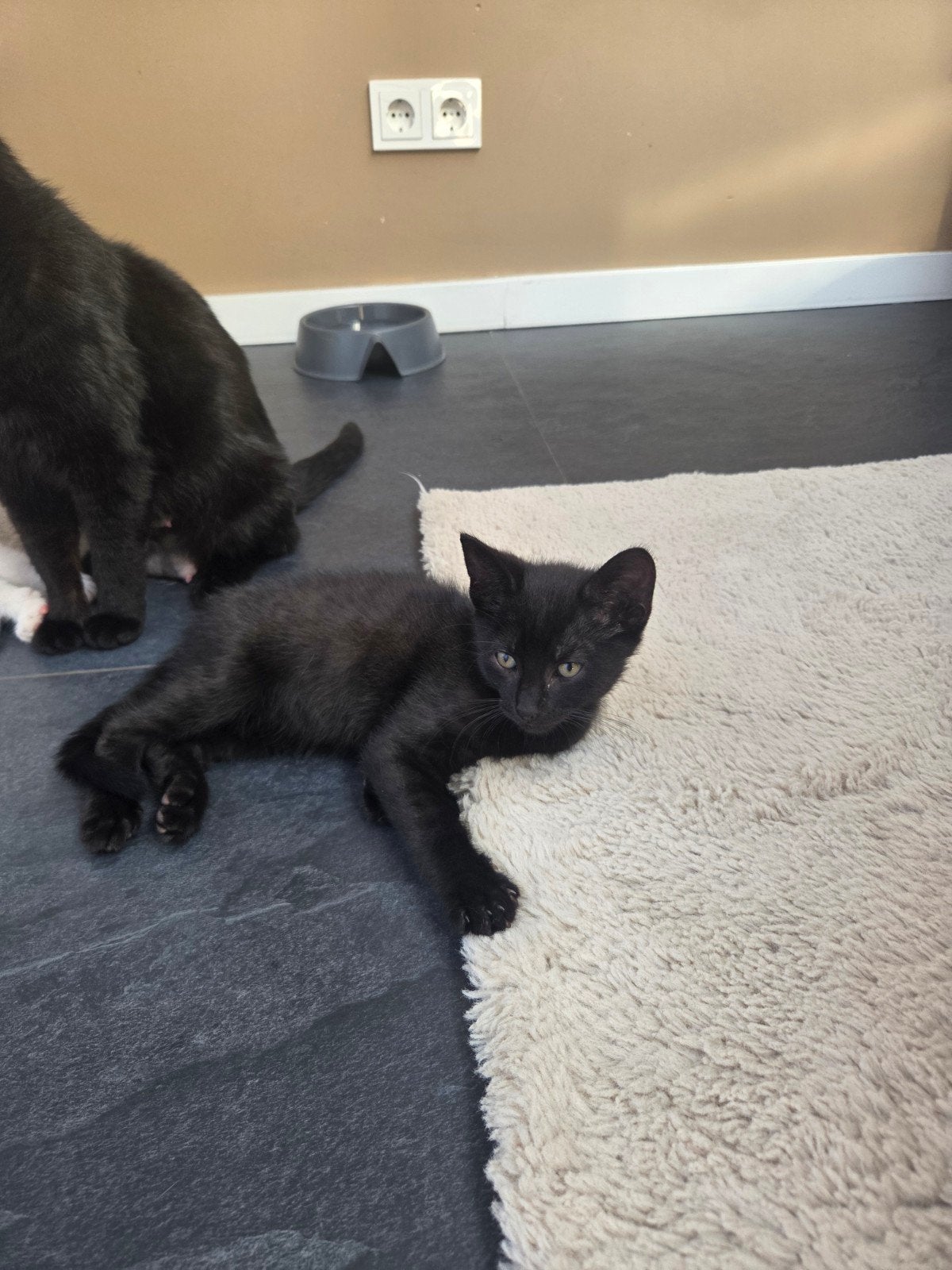 Liefdevol thuis gezocht voor 3 schattige kittens 

Onze, Meerdere dieren