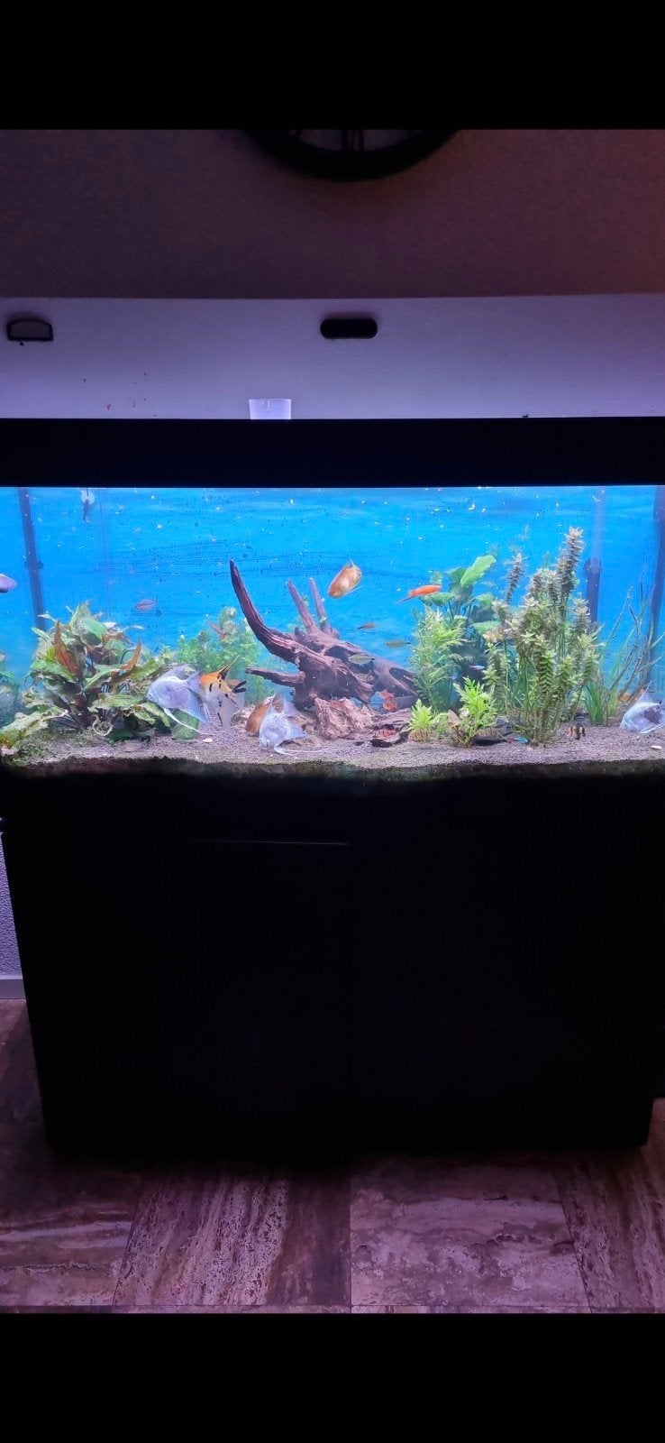 Compleet Aqarium 120 x 45 x 60, Dieren en Toebehoren, Vissen | Aquaria en Toebehoren, Ophalen of Verzenden, Zo goed als nieuw