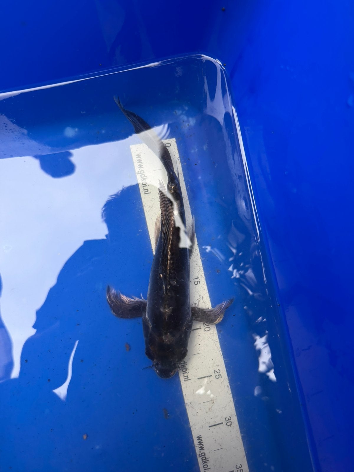 UITVERKOOP Butterfly koi’s, Dieren en Toebehoren, Vissen | Vijvervissen, Karper of Koi