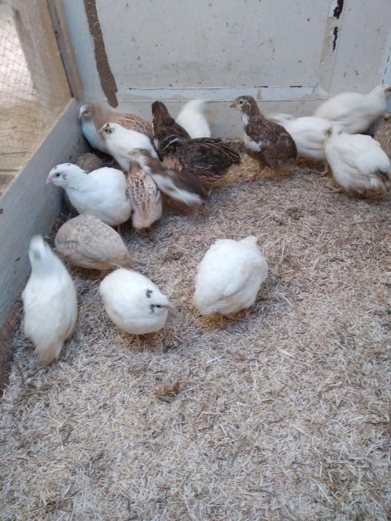 Broedeieren Japanse en Jumbo kwartels, Dieren en Toebehoren, Pluimvee, Geslacht onbekend, Overige soorten