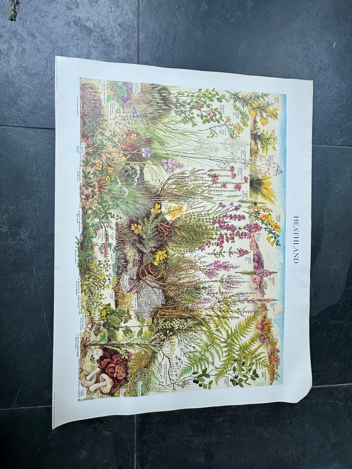 Natuur historische poster, heathland, vintage, Ophalen of Verzenden