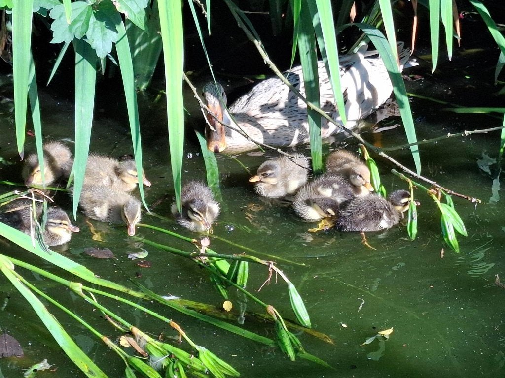 Indische loopeendjes, Meerdere dieren, Eend