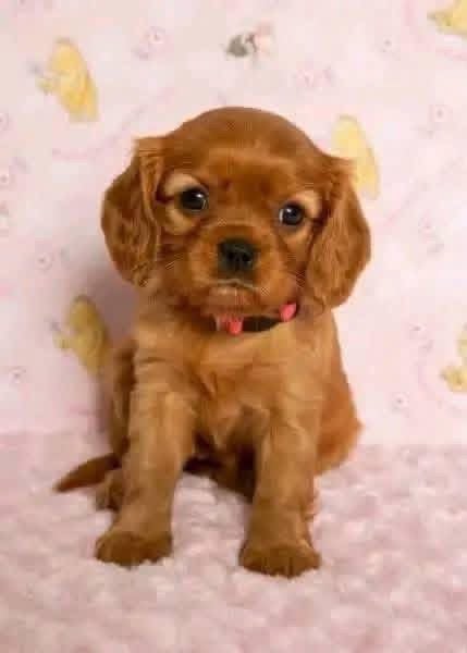 Gezocht pup Cavalier charles king teef liefst bruine, Overige rassen, 8 tot 15 weken, Teef, Eén hond