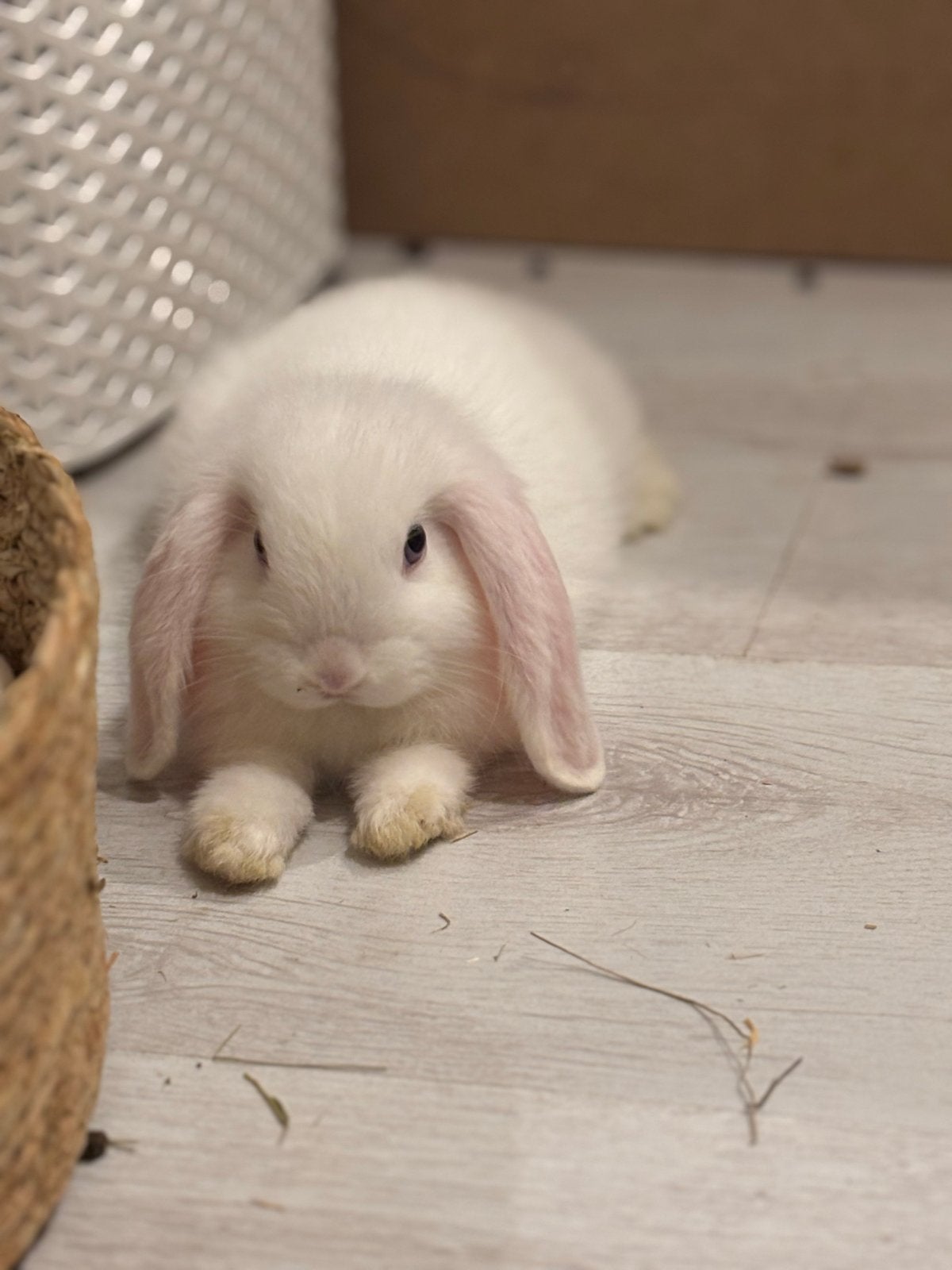 minilop konijntje (mannetje), Dieren en Toebehoren, Mannelijk, Klein, Hangoor, 0 tot 2 jaar