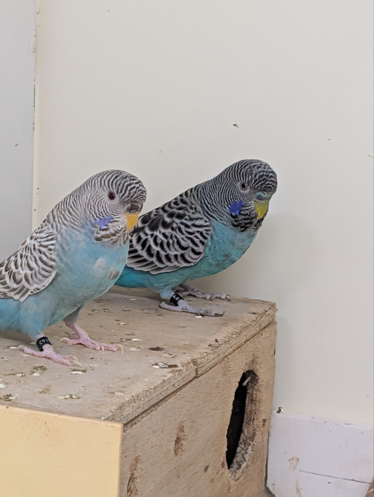 te koop grasparkieten dunfallow xkans split dunfallow, Meerdere dieren, Parkiet