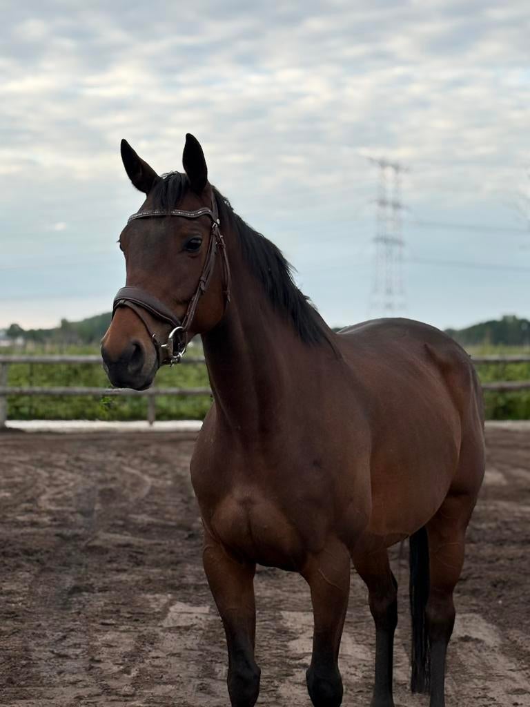Lieve en brave E pony merrie!, Dieren en Toebehoren, Zadelmak, 7 tot 10 jaar, Gechipt, Recreatiepony