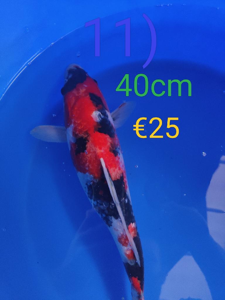 Japanse koi te koop vanaf 32cm t/m 41cm, Karper of Koi