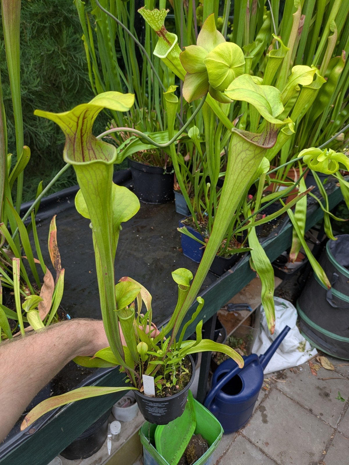Sarracenia oreophila - Trompetbekerplant, Ophalen, Overige soorten, Volle zon