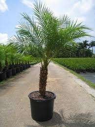 20 x Ptychosperma Elegans palmboom zaden (verzenden kan ook), Ophalen, Gehele jaar, Volle zon, Zaad