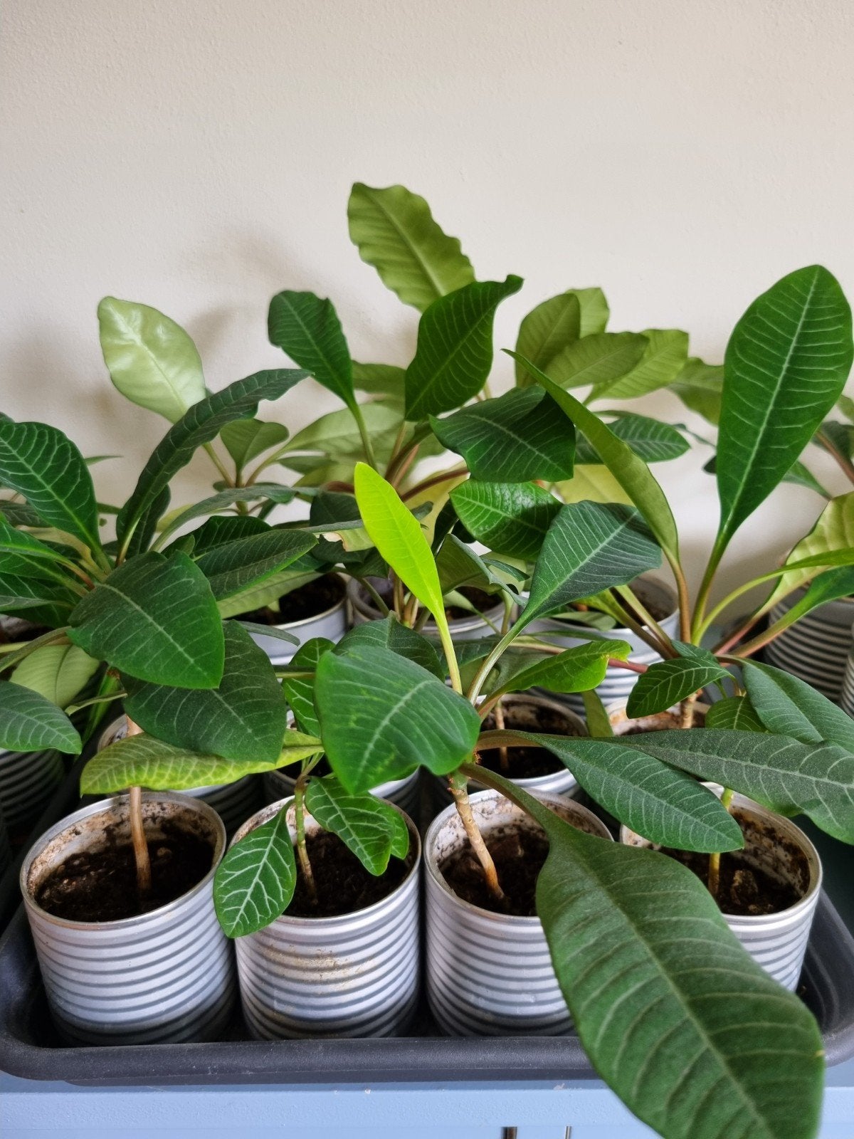 Kamerplant Madagascar Jewel - Jonge plantjes, Huis en Inrichting, Kamerplanten, Ophalen, Halfschaduw, Minder dan 100 cm