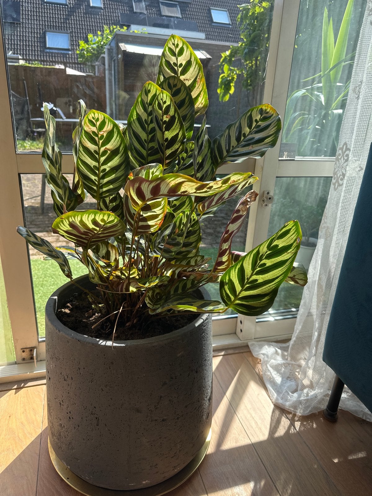 Prachtige Calathea Makoyana in pot, 100 tot 150 cm, Overige soorten, In pot, Groene kamerplant