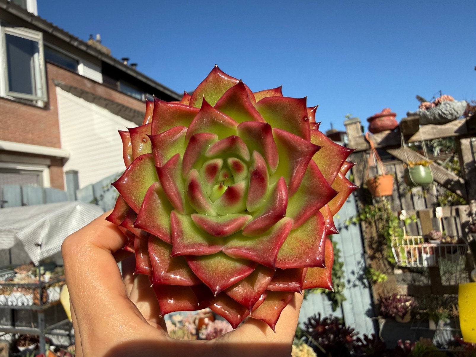 Echeveria Red Dragon/pot 7cm/vetplant/succulent, Ophalen of Verzenden, Halfschaduw, Minder dan 100 cm