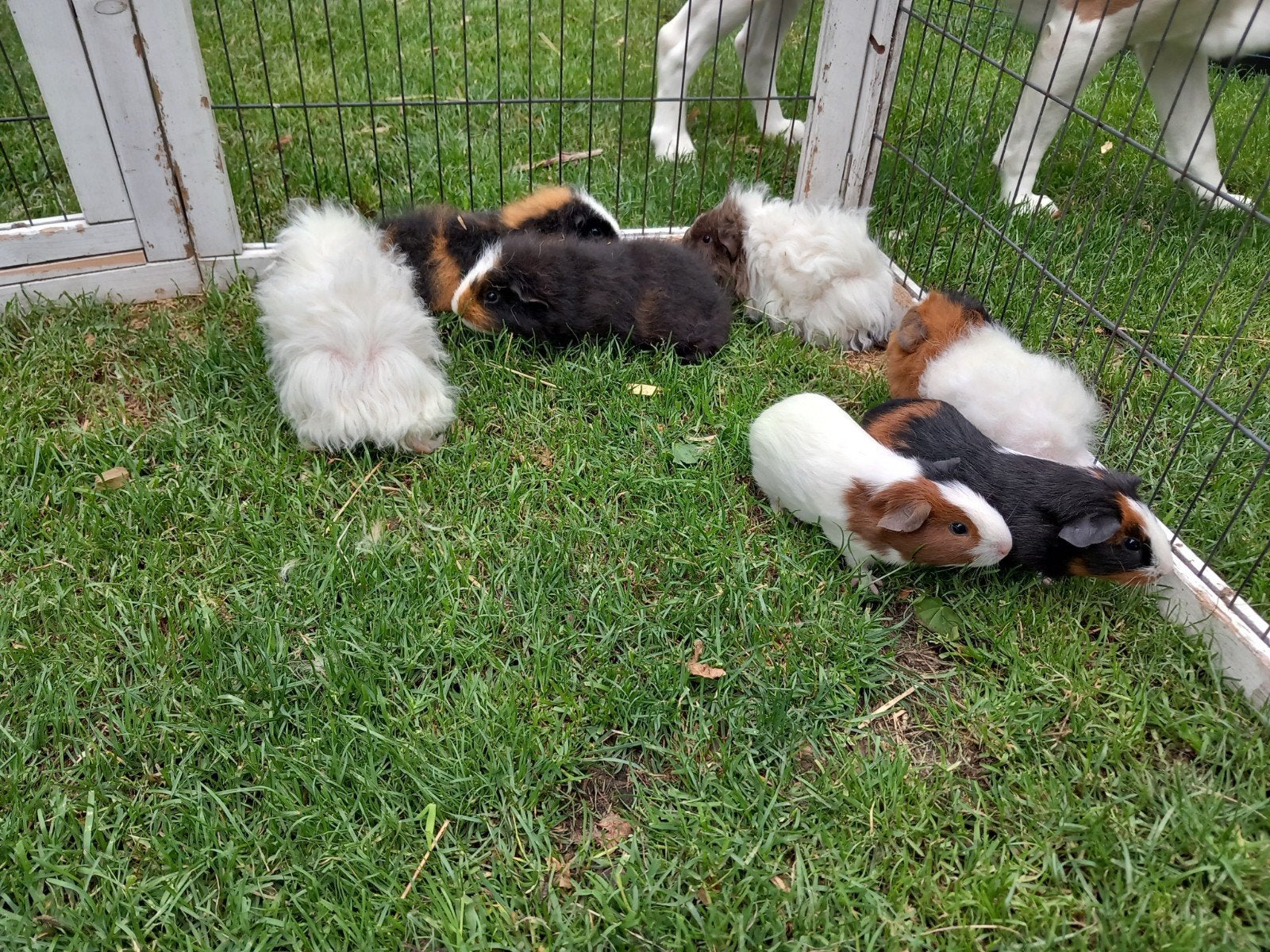Beertjes verschillende rassen, Dieren en Toebehoren, April, Mannelijk