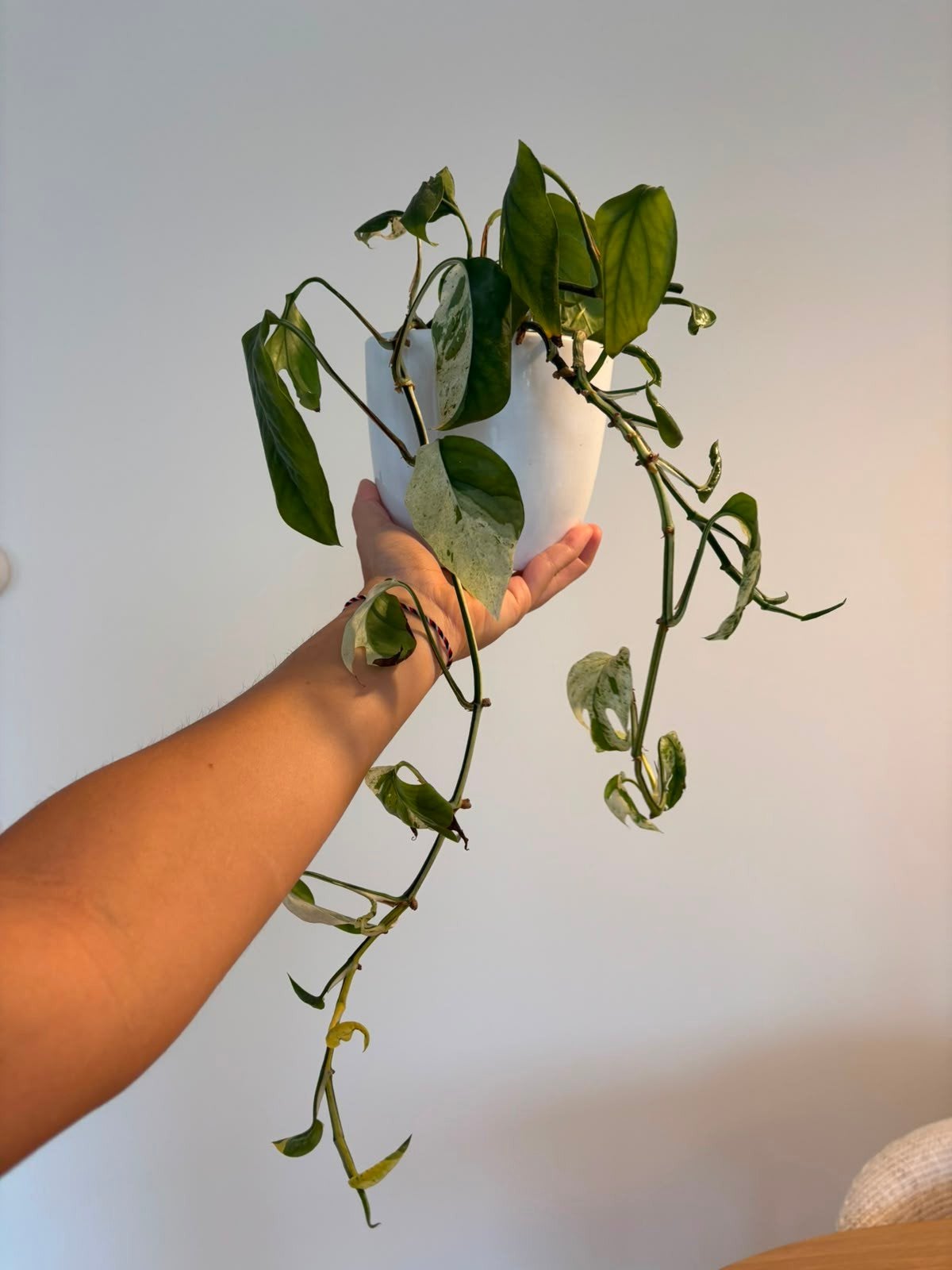 Epipremnum pinnatum 'Marble Variegata' - Stekje, Ophalen