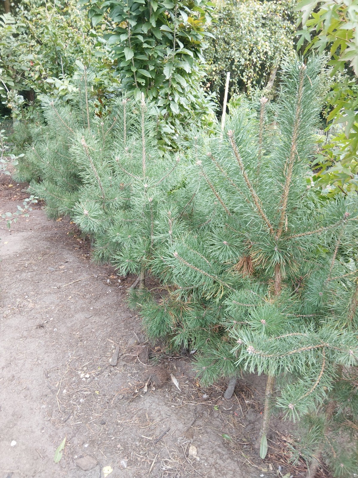 Pinus sylvestris. Groffe Den maat 100-150 cm, Tuin en Terras, Overige soorten, Volle zon, Vaste plant, Ophalen of Verzenden
