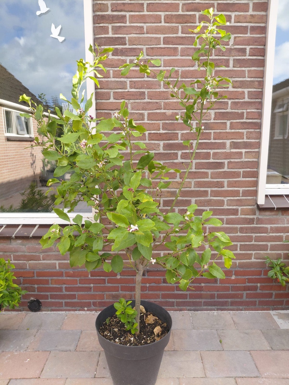 Citroenboom, Ophalen, Overige soorten