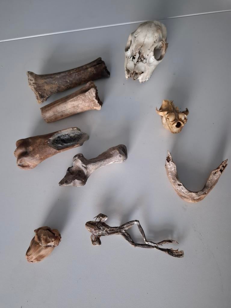 Verzameling oude bodemvondsten: botten en fossielen, Verzamelen, Mineralen en Fossielen, Ophalen of Verzenden