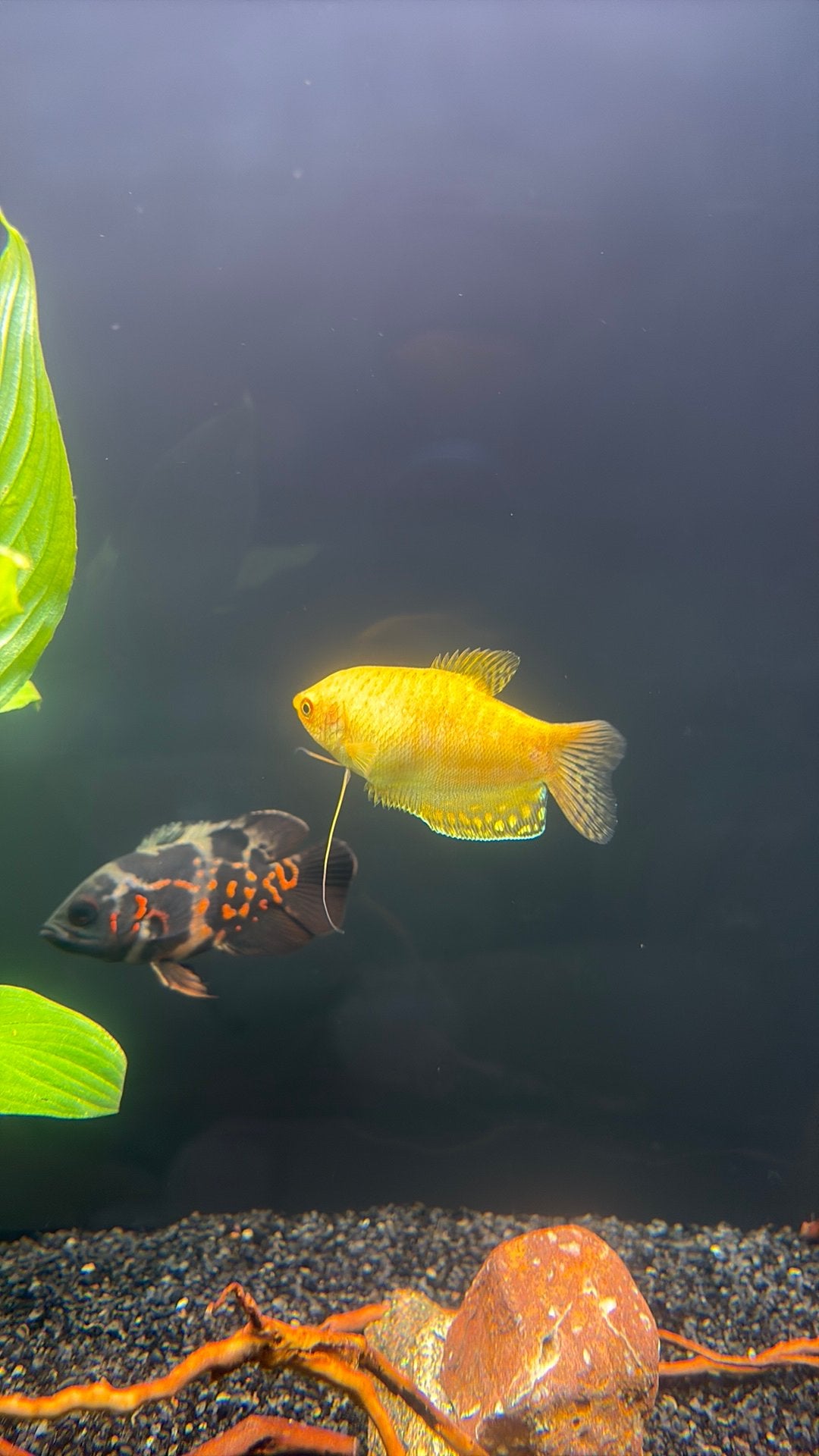 Mooie en gezonde goud goerami te koop, Dieren en Toebehoren, Vis