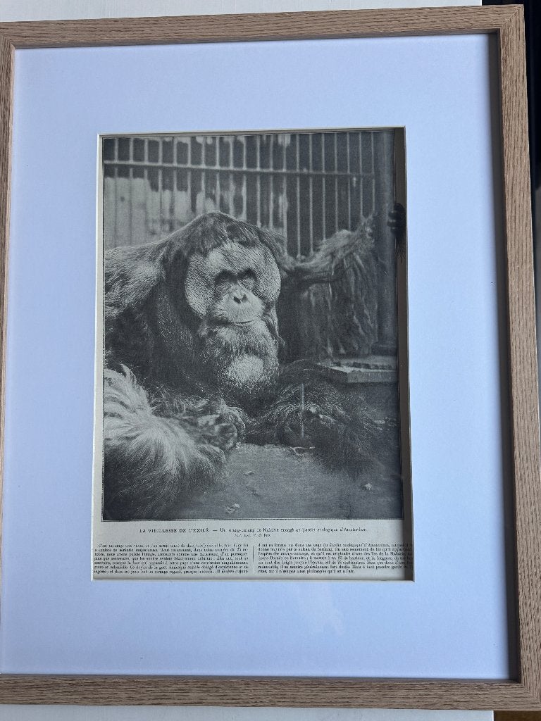 1913 Orang oetan - Dierentuin Amsterdam - P0867-01, Ophalen of Verzenden, Overige technieken, 1900 - 1949
