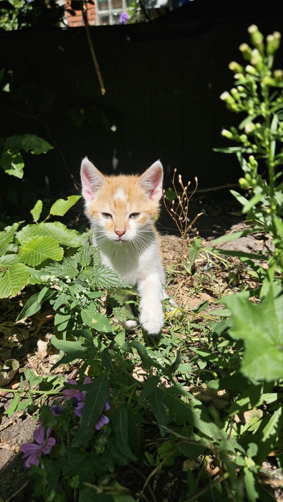 dit katertje is op zoek naar een nieuw mandje, Dieren en Toebehoren, Katten en Kittens | Overige Katten, Kater, Kortharig, 0 tot 2 jaar