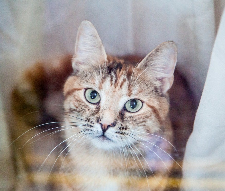 Lieve en gevoelige Yuna (10 jr) zoekt rustig gouden mandje, Dieren en Toebehoren, Poes, Kortharig, 6 jaar of ouder