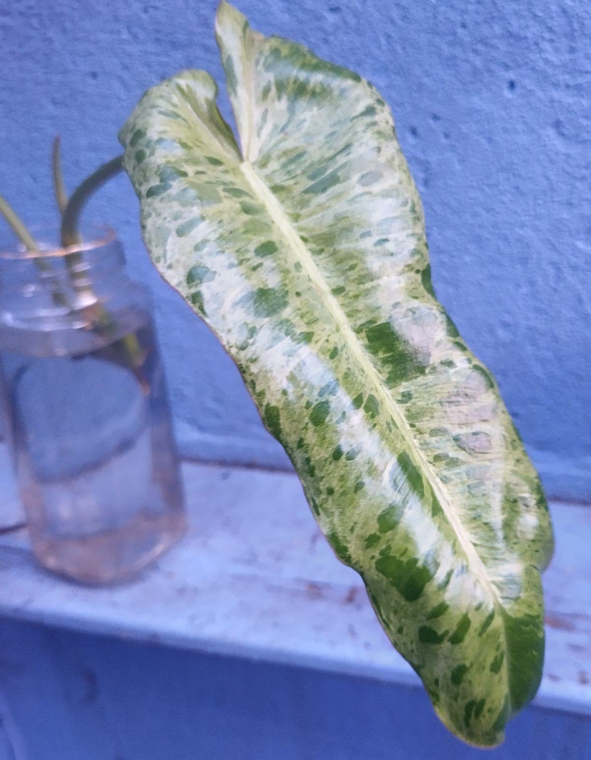 Philodendron Parasio verde, Ophalen of Verzenden, Halfschaduw, Minder dan 100 cm