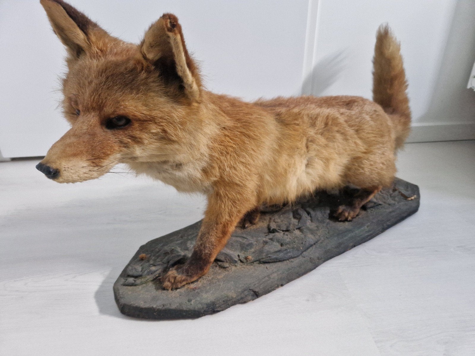 Taxidermie Vos - 112 cm lang, 44 cm hoog, Ophalen of Verzenden