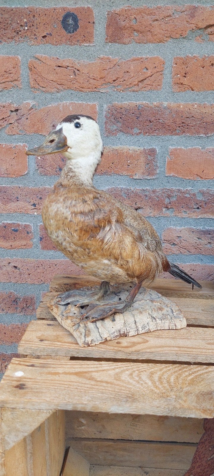 Opgezette eend - Taxidermie vogel, Ophalen, Gebruikt