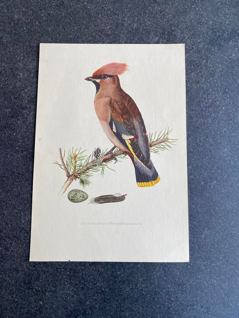 10 prenten zangvogels 16,5x24 cm samen 20 euro oa geelgors, Antiek en Kunst, Antiek | Schoolplaten, Ophalen of Verzenden, Natuur en Biologie