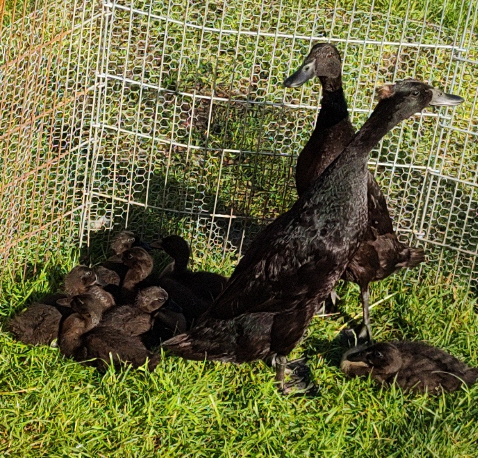 7 Mooie zwarte Indische loopeenden kuikens!, Dieren en Toebehoren, Pluimvee, Geslacht onbekend, Eend