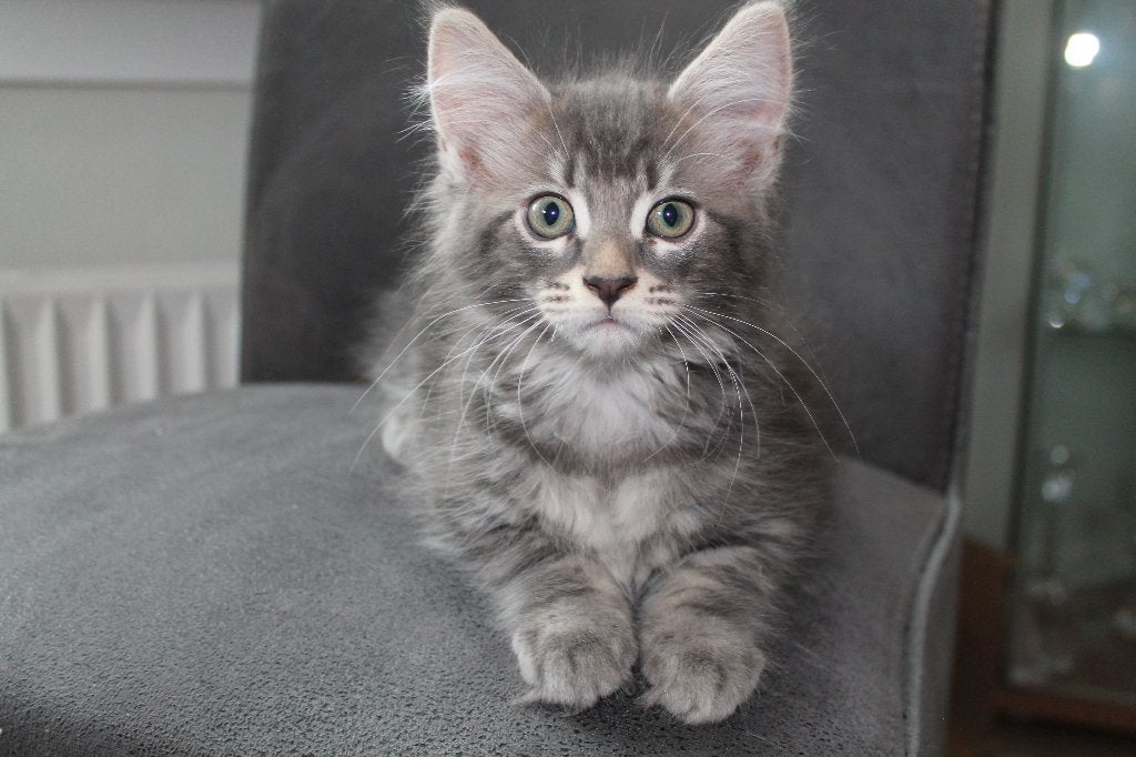 Maine Coone kittens, Dieren en Toebehoren, Meerdere dieren, Gechipt, 0 tot 2 jaar