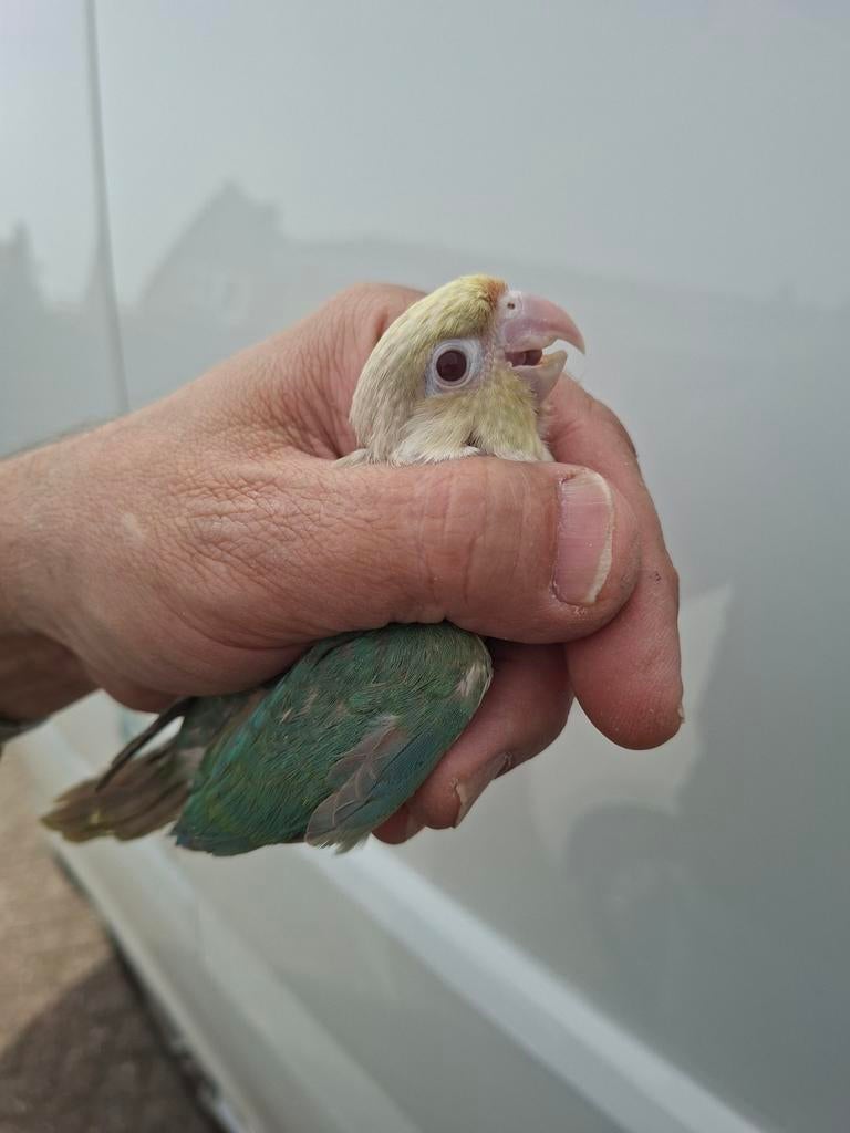 Te koop fallow pyrrhura man, Meerdere dieren, Parkiet, Geringd