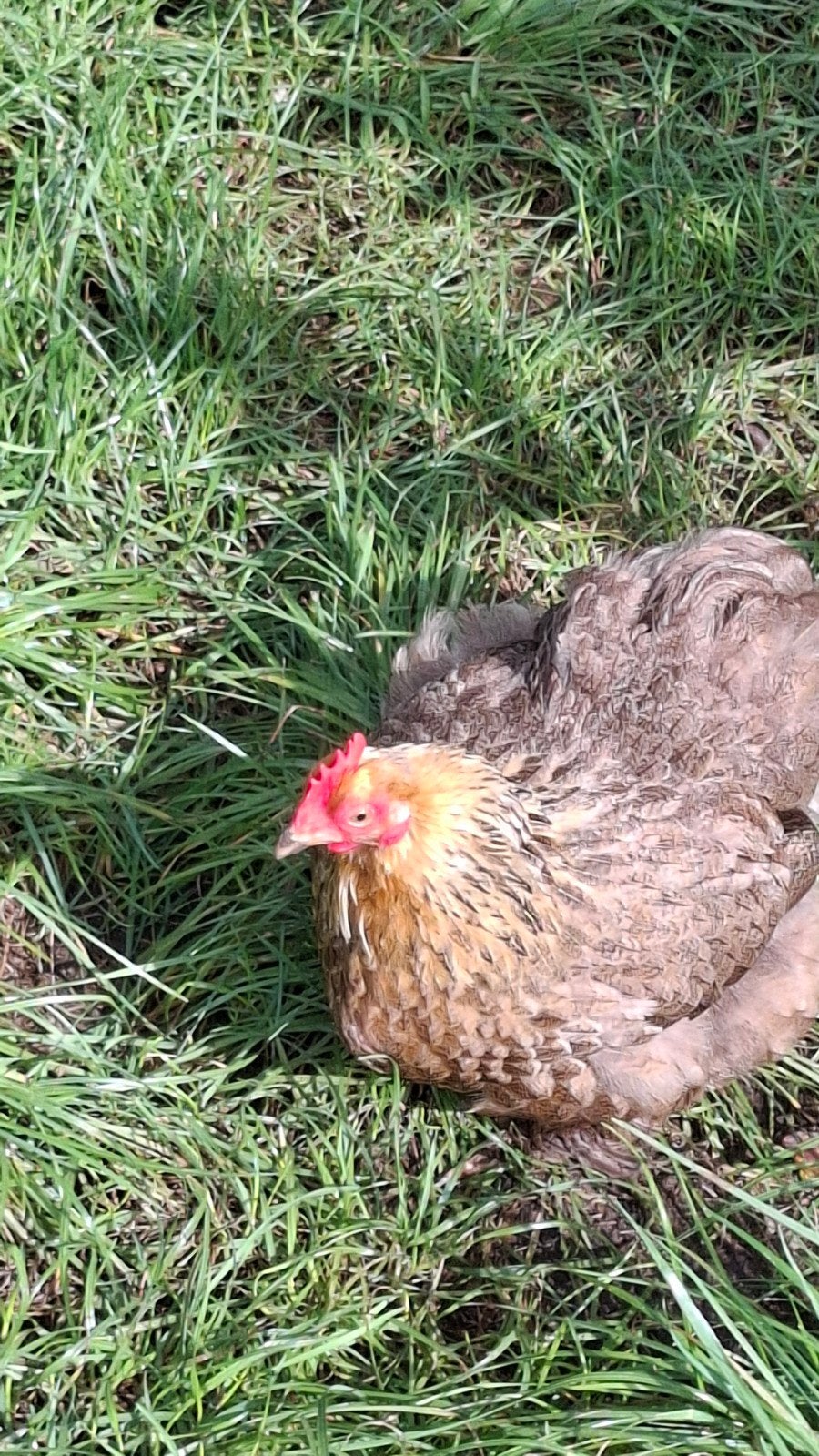 mooie cochin kriel  kippen 1 jaar oud  4 hennen en 1 haan, Dieren en Toebehoren, Meerdere dieren, Kip