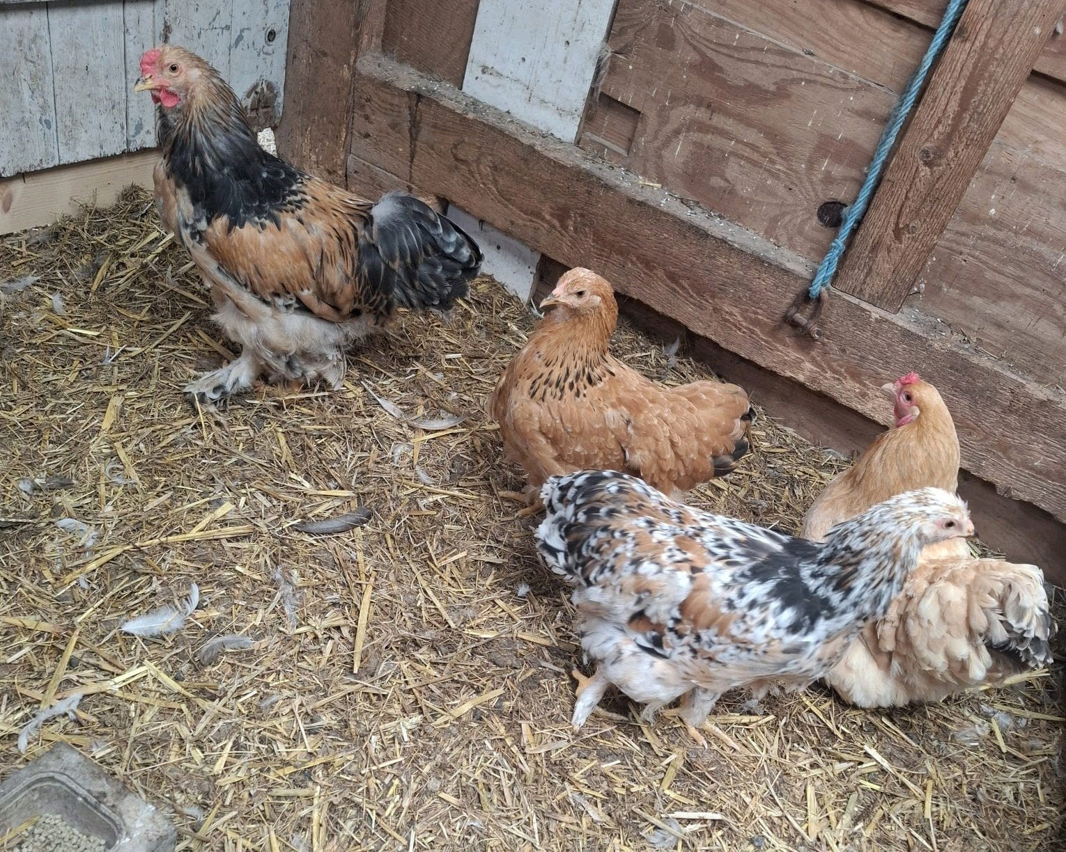 3 jonge kippen met haan, Dieren en Toebehoren, Meerdere dieren, Kip