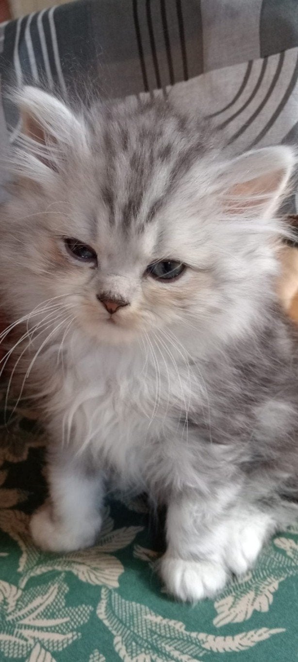 te koop Britse lang/kort haar kittens, Dieren en Toebehoren, Meerdere dieren, Ontwormd, 0 tot 2 jaar