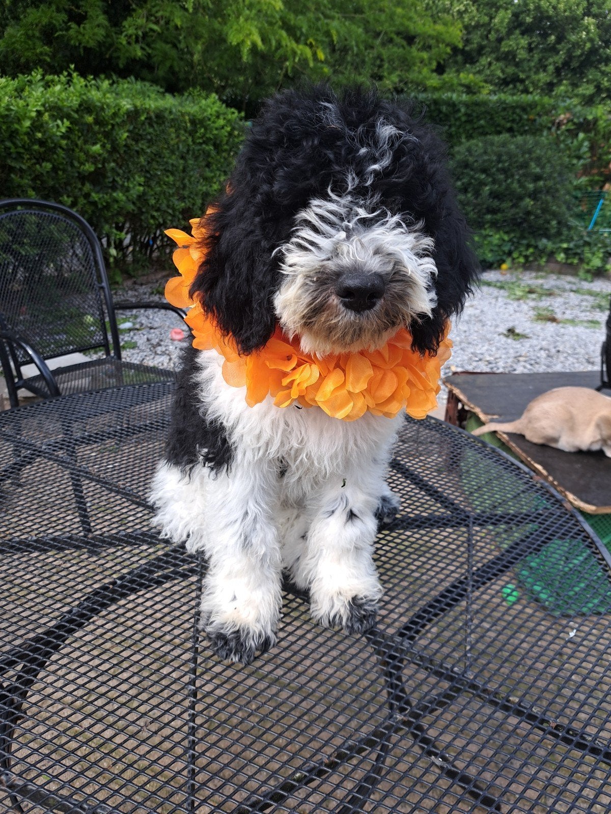 Barbetpups, Parvo, 8 tot 15 weken, Meerdere, Nederland