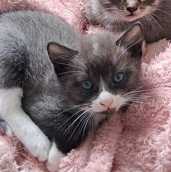 Kittens, Dieren en Toebehoren, Kater, Kortharig, 0 tot 2 jaar