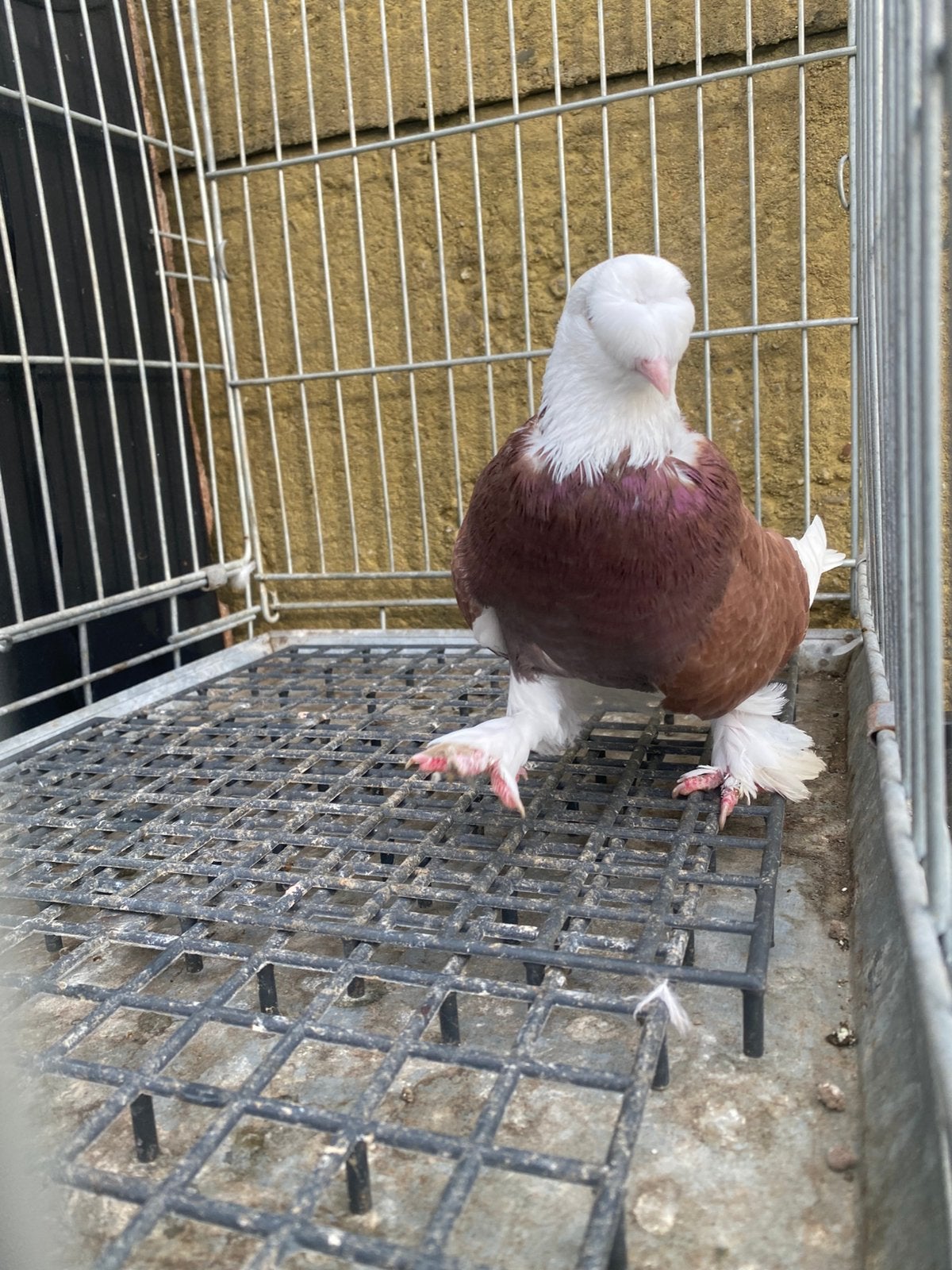 Takla elifli ala Mannelijk, Meerdere dieren, Postduif