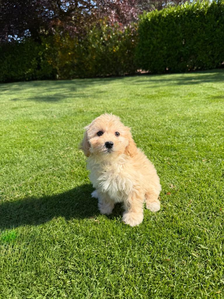 Maltipoo (Maltezer x Poedel) pups, Poedel, Parvo, Nederland, 8 tot 15 weken