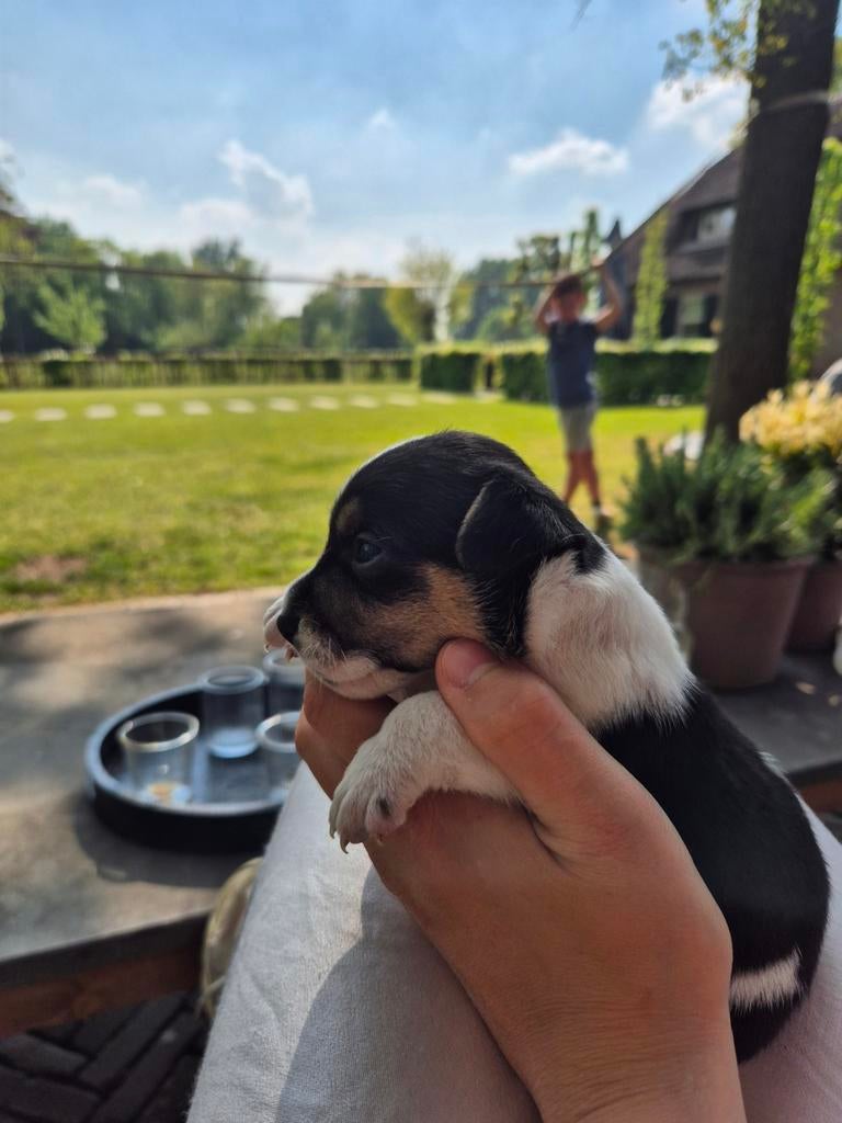 Super leuke boerenfox pups reutjes, 8 tot 15 weken, Meerdere, Nederland, Particulier