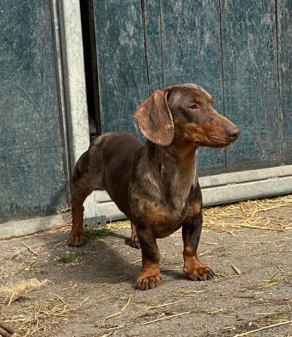 Dekreu, Dieren en Toebehoren, Kaninchen, Reu, 1 tot 2 jaar, Korthaar