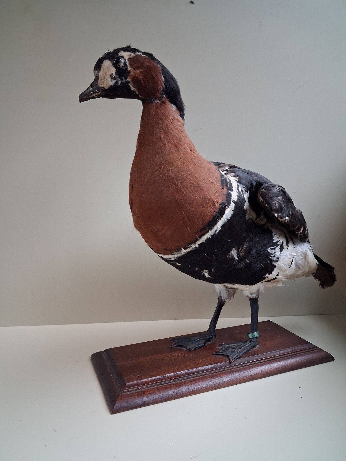Opgezette Roodhalsgans op Eiken Console, Ophalen of Verzenden, Vogel, Opgezet dier