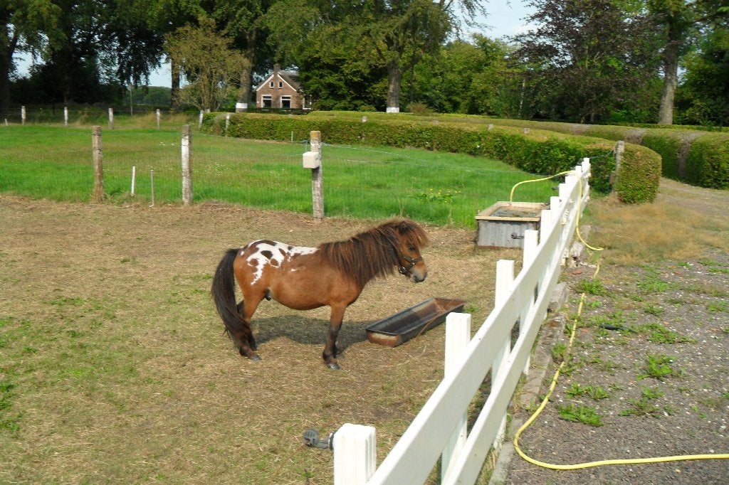 Mini PONY hengstje 78 cm bruin schabrak bont ., Dieren en Toebehoren, Niet van toepassing, Gechipt, Hengst, A pony (tot 1.17m)