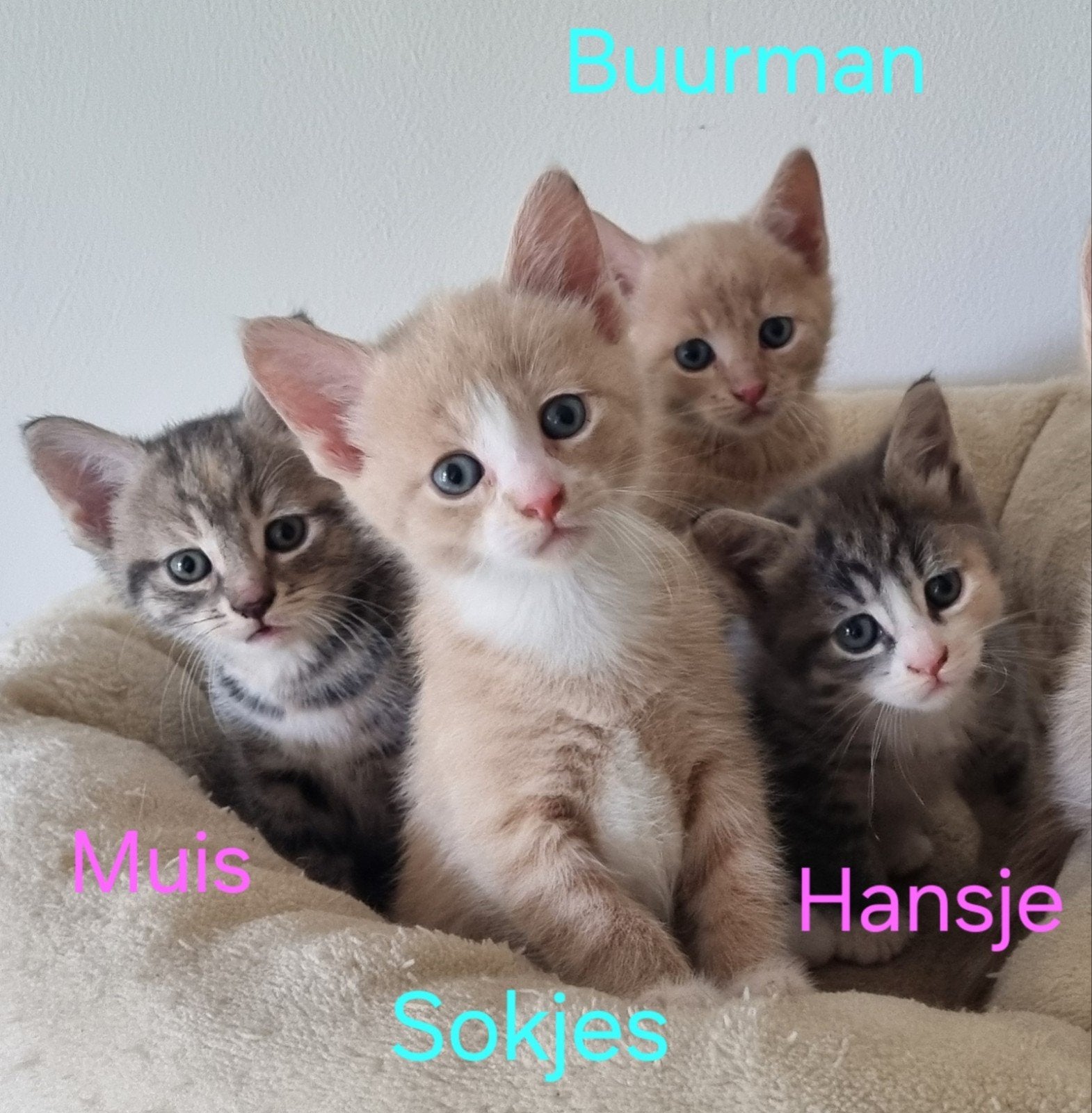 Lieve, knuffelige, zindelijke creme/grijs kittens x maincoon